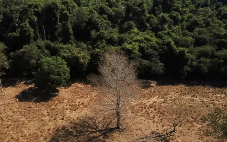 Brasil é cobrado a cumprir metas de restauração após COP17