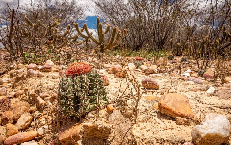 COP17 da desertificação acontece na Mongólia, afetada pelo tema