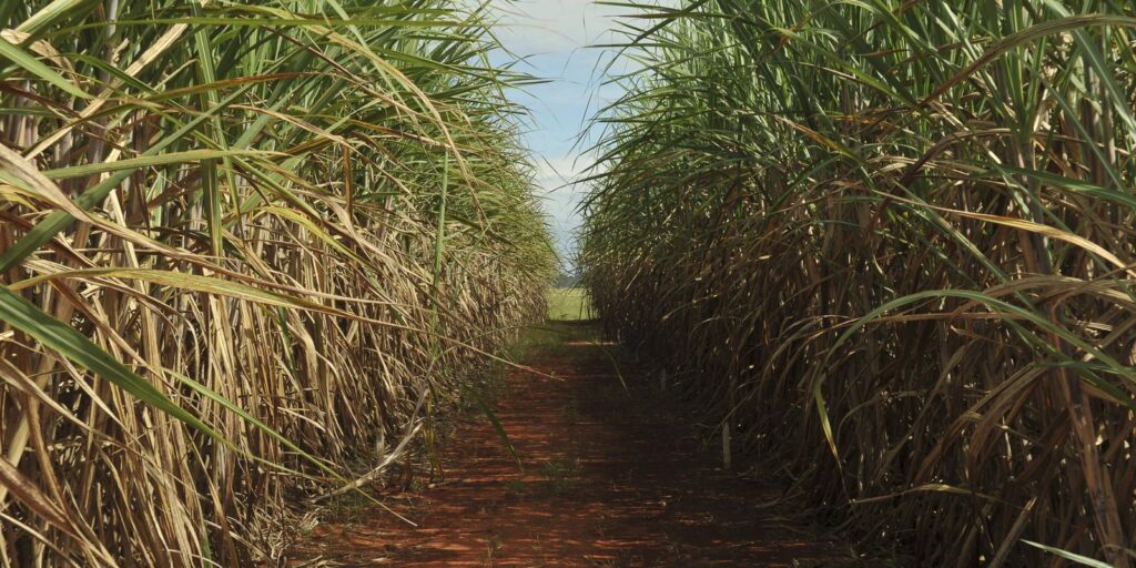 Crescimento de 4,7% na safra de cana-de-açúcar em 2025