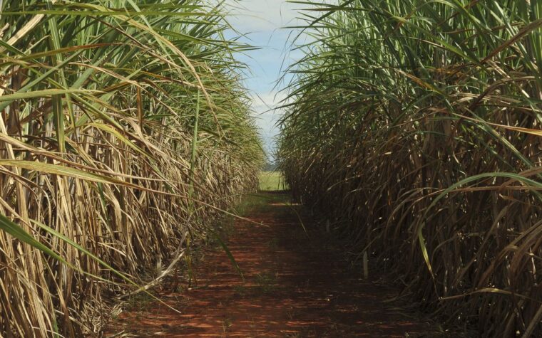 Crescimento de 4,7% na safra de cana-de-açúcar em 2025