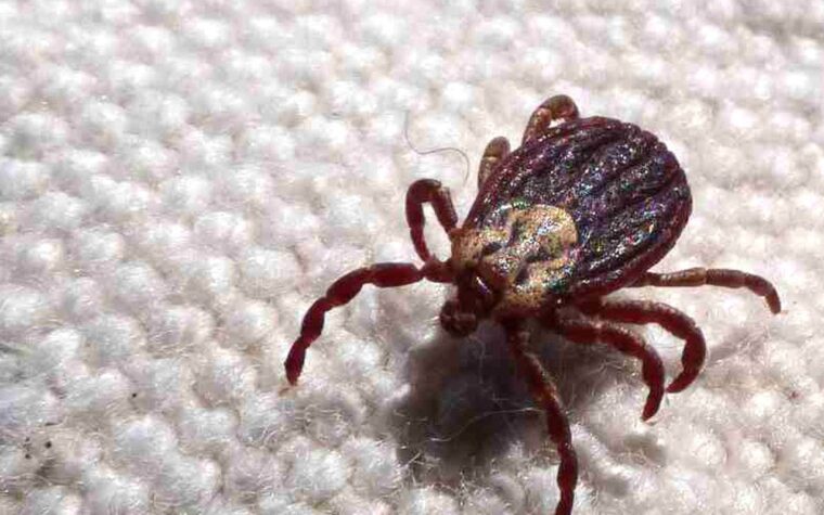 SP registra 18 mortes por febre maculosa em 19 casos