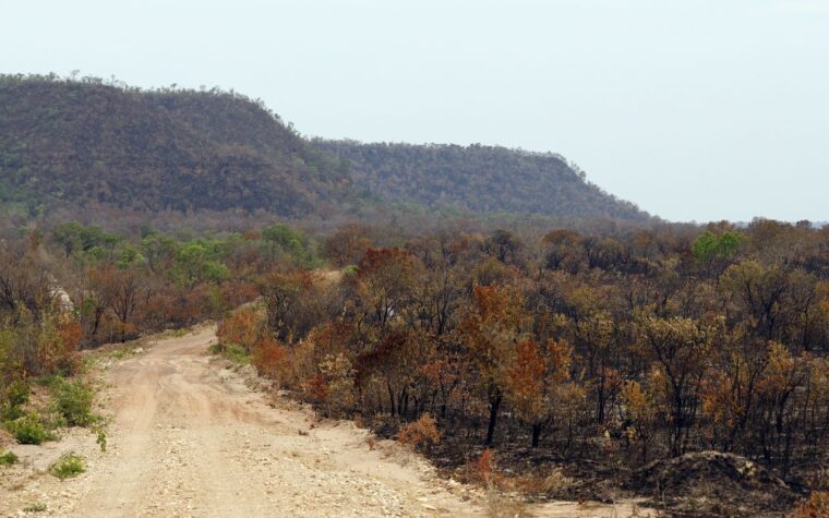 Mapbiomas aponta diminuição da vegetação nativa e El Niño