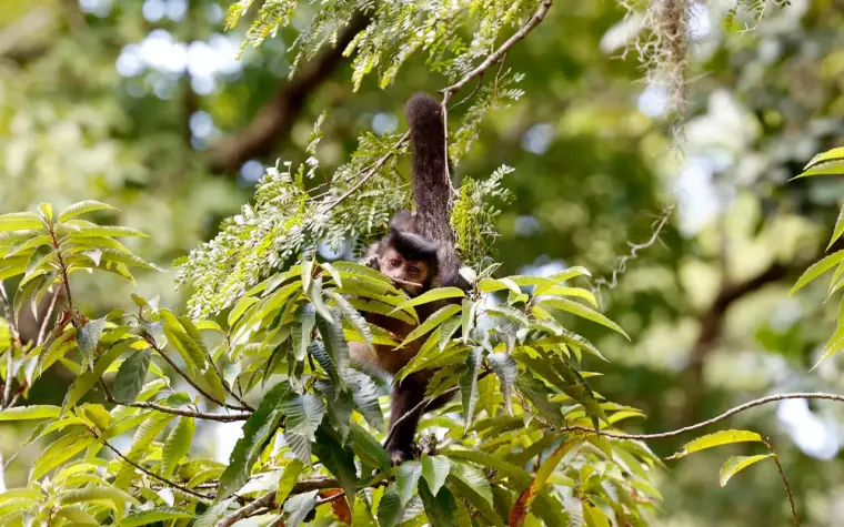 Candidatos devem se comprometer com direitos da natureza