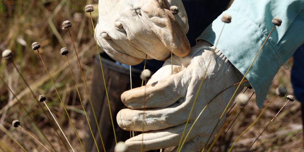 Plantas extintas há 30 anos são reavistadas por pesquisadores