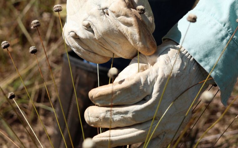 Plantas extintas há 30 anos são reavistadas por pesquisadores