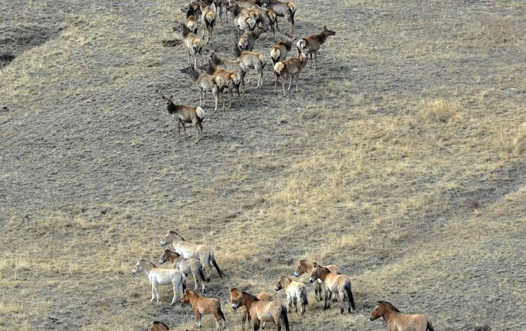 Takhi, cavalo selvagem símbolo de restauração na Mongólia