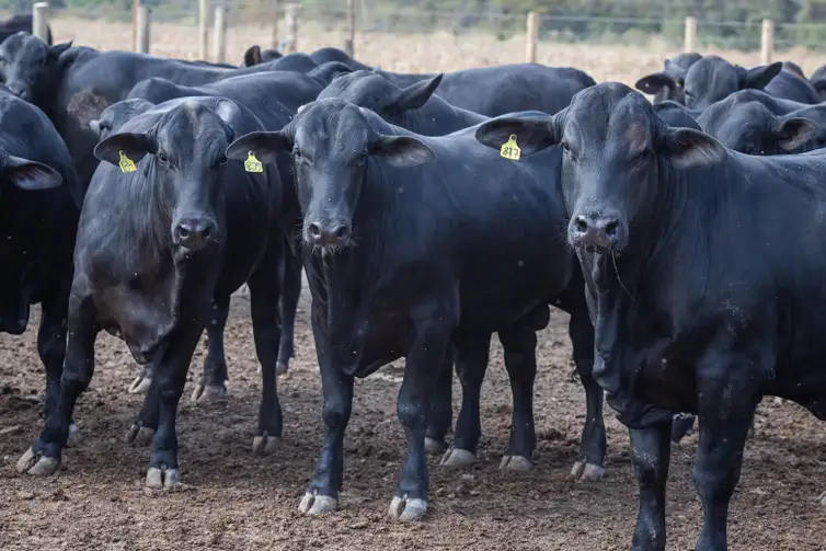 Produção de leite atinge recorde com menos vacas ordenhadas
