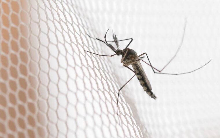 Incidência de casos de dengue é maior no noroeste de SP