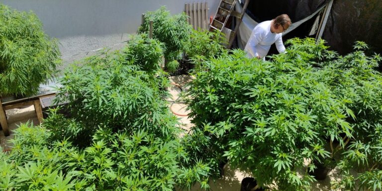 Feira em Fortaleza propõe justiça social em políticas sobre drogas