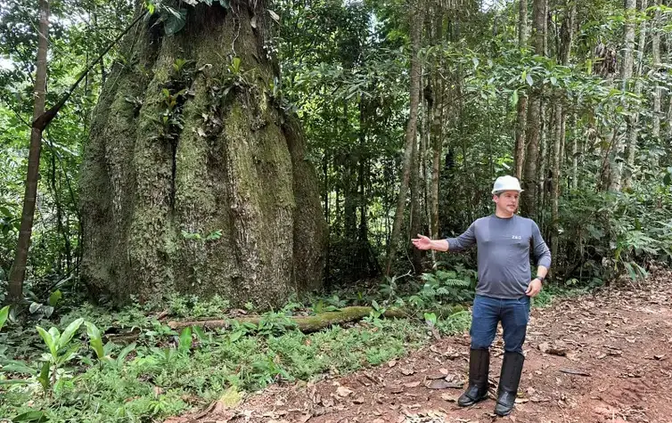 Mercado de carbono moderniza conservação florestal