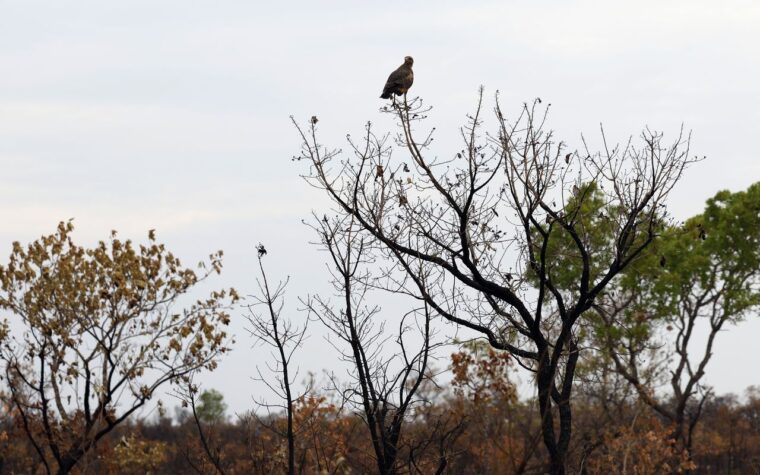 Desmatamento do Cerrado cai 19% em um ano, aponta Inpe