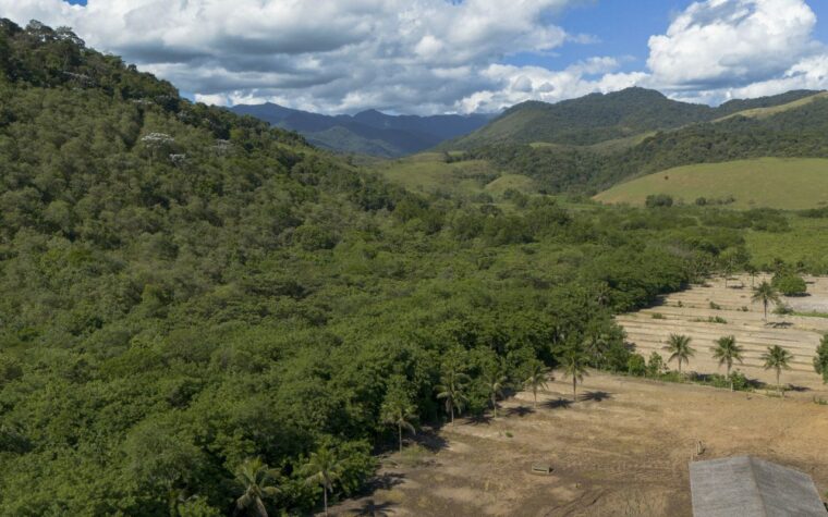 Agricultura cresce 11 milhões de hectares na Mata Atlântica
