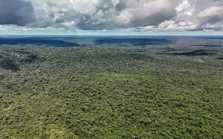Reino Unido destina 400 milhões de libras para florestas tropicais