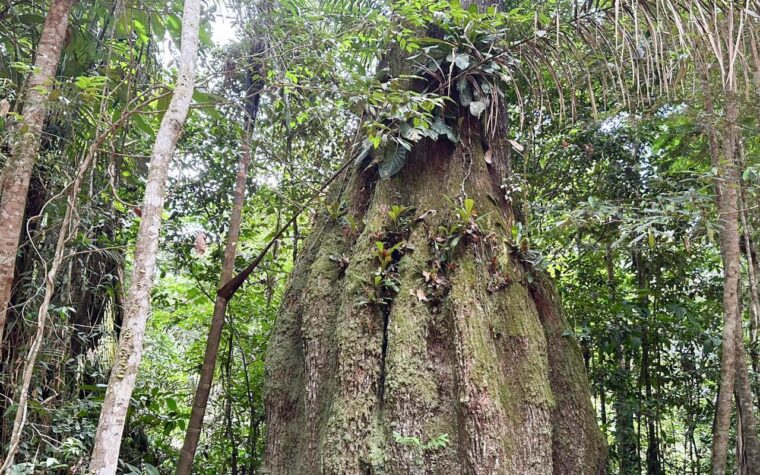 Reservas de desenvolvimento sustentável são criadas no Amazonas