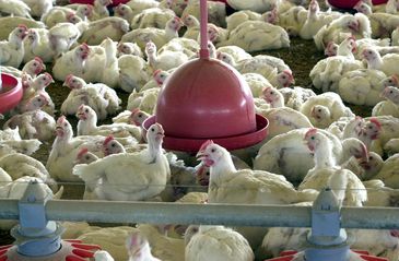 Suspensão de carnes do Brasil pela UE e seus impactos