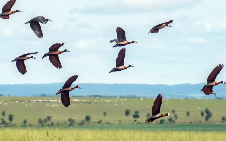Proteção da biodiversidade mundial precisa de mais de US$1,3 trilhão por ano