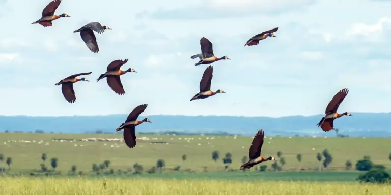 Biodiversidade exige investimento de US$1,3 trilhão por ano