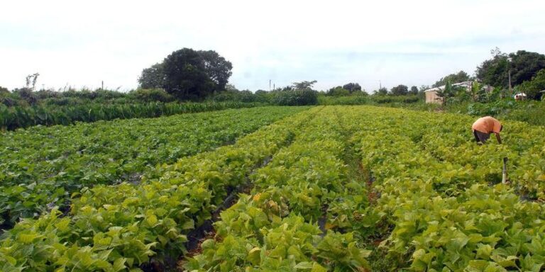 Crédito de R$ 64,3 milhões para segurança alimentar indígena