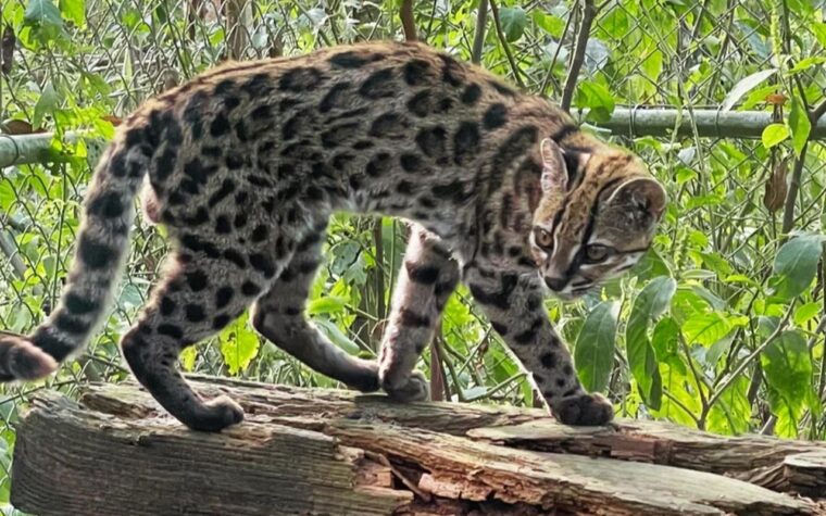 Felino inédito é descoberto nas florestas da Bolívia