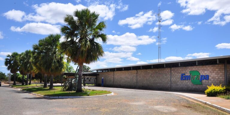 Embrapa se torna Centro de Referência em Florestas Plantadas
