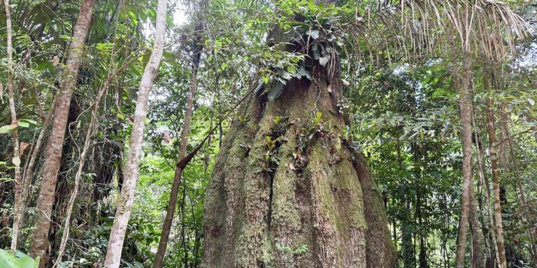 Sete em cada dez parlamentares se opõem à agenda ambiental
