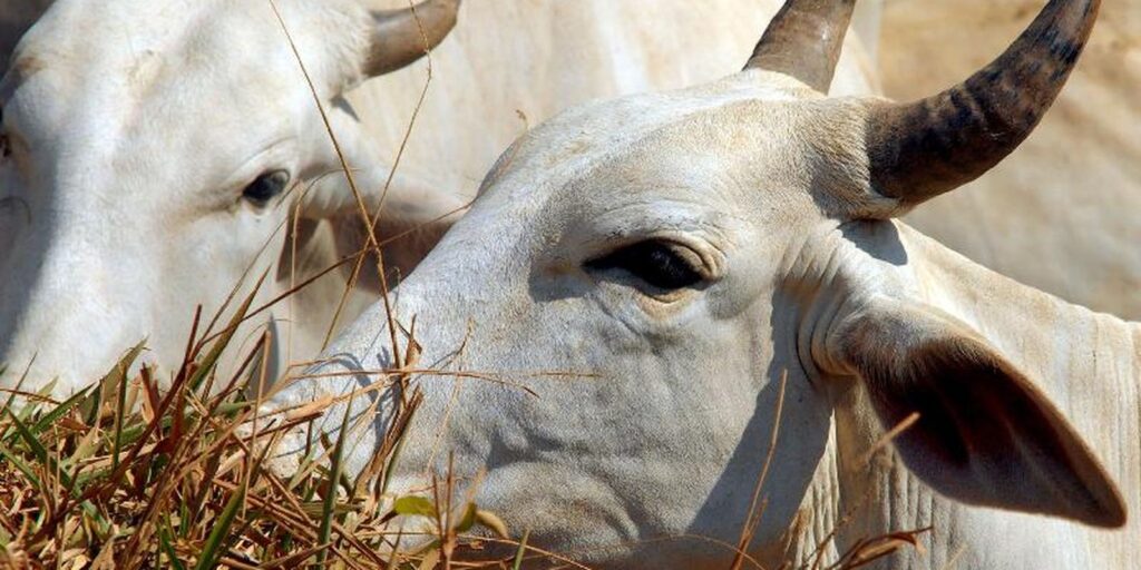 Carne brasileira enfrenta tarifa de 67% para entrar na China