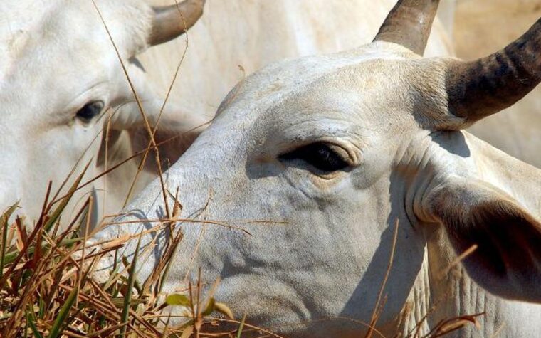 Carne brasileira enfrenta tarifa de 67% para entrar na China