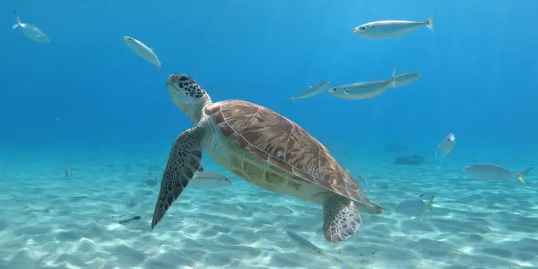 Resíduos de plástico são encontrados em tartarugas no Rio