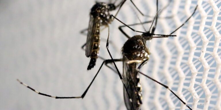 Aedes aegypti provoca alerta em quase metade dos municípios