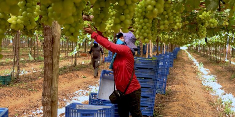 Exploração de trabalhadores rurais na fruticultura bilionária